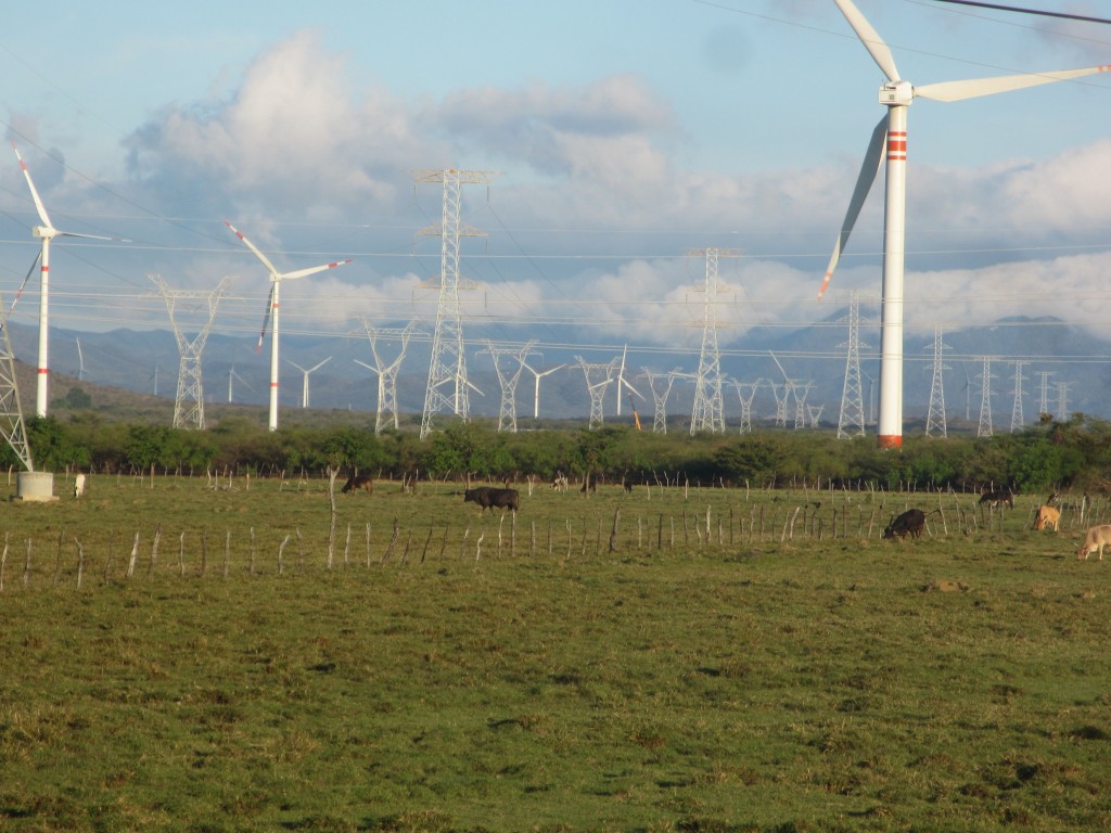 Cows and wind turbines in the southern tip of Mexico